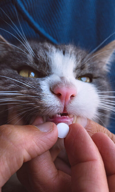 8 telltale signs that it’s time to take a cat to a vet