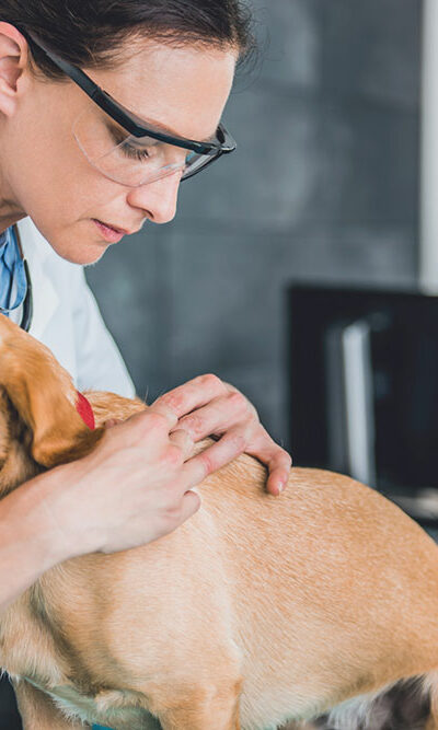 3 kitchen ingredients to fight fleas and ticks on dogs